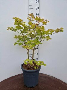 Acer shirasawanum 'Aureum' ST. 60 C. - afbeelding 2