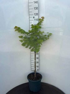 Acer shirasawanum 'Aureum' ST. 60 C. - afbeelding 1