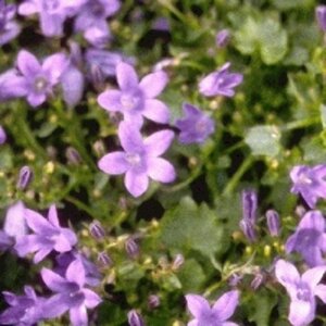 Campanula portenschlagiana 'Resholt Variety' P9 - afbeelding 1