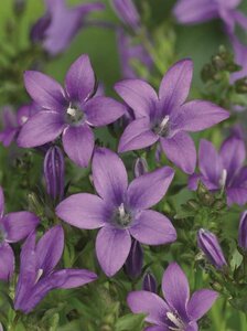 Campanula portenschlagiana 'Resholt Variety' P9 - afbeelding 2