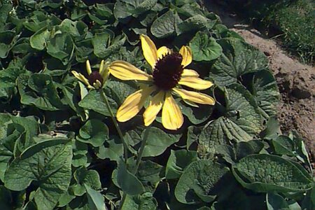 Rudbeckia maxima P9