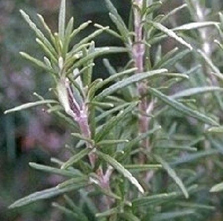 Rosmarinus officinalis C1.5 - afbeelding 8