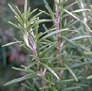 Rosmarinus officinalis C1.5 - afbeelding 8