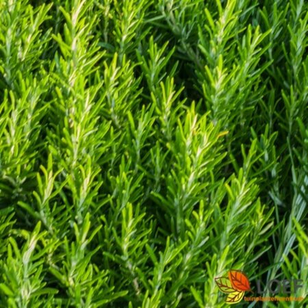 Rosmarinus officinalis C1.5 - afbeelding 1