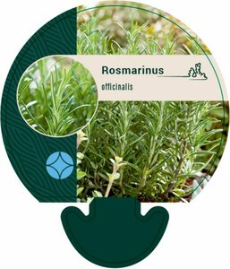 Rosmarinus officinalis C1.5 - afbeelding 3