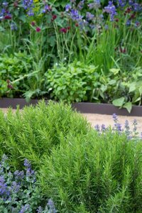 Rosmarinus officinalis C1.5 - afbeelding 5
