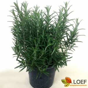 Rosmarinus officinalis C1.5 - afbeelding 9