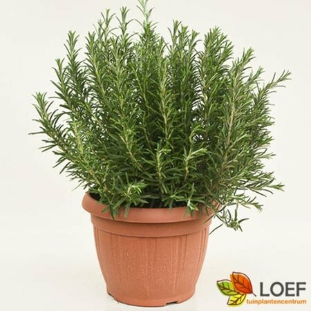 Rosmarinus officinalis C1.5 - afbeelding 10