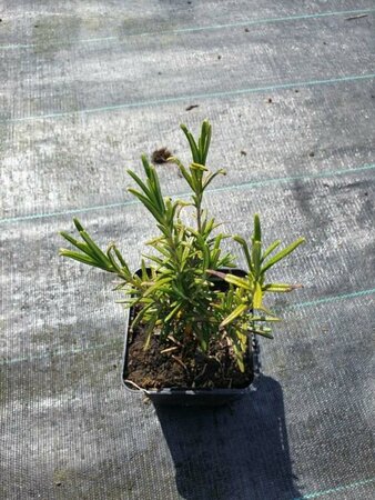 Rosmarinus officinalis C1.5 - afbeelding 2