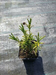 Rosmarinus officinalis C1.5 - afbeelding 2