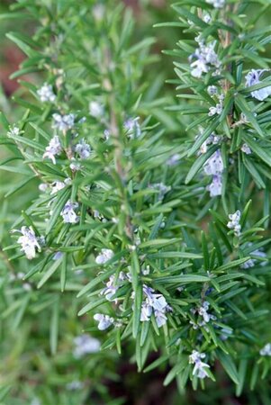 Rosmarinus officinalis C1.5 - afbeelding 4