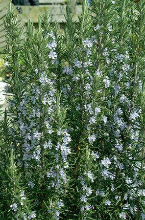 Rosmarinus officinalis C1.5 - afbeelding 7