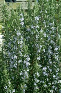 Rosmarinus officinalis C1.5 - afbeelding 7