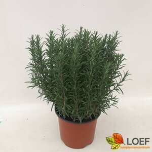 Rosmarinus officinalis C1.5 - afbeelding 6