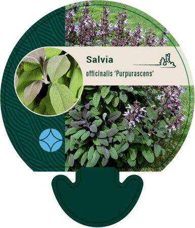 Salvia officinalis 'Purpurascens' C1.5 - afbeelding 3