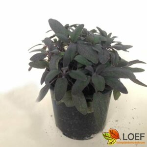 Salvia officinalis 'Purpurascens' C1.5 - afbeelding 2