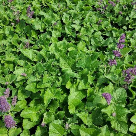 Salvia verticillata 'Purple Rain' P9 - afbeelding 2