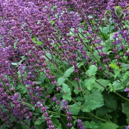 Salvia verticillata 'Purple Rain' P9 - afbeelding 3