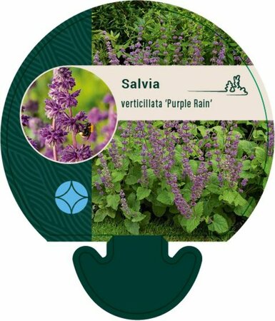 Salvia verticillata 'Purple Rain' P9 - afbeelding 5