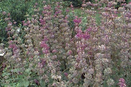 Salvia verticillata 'Purple Rain' P9 - afbeelding 1