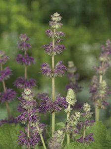 Salvia verticillata 'Purple Rain' P9 - afbeelding 4