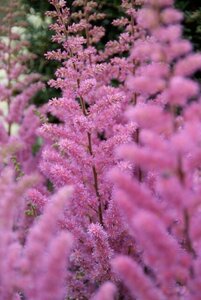 Astilbe 'Maggie Daley' P9