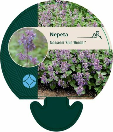 Nepeta faassenii 'Blue Wonder' P9