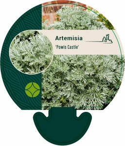 Artemisia 'Powis Castle' P9 - afbeelding 2