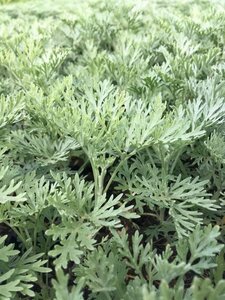 Artemisia 'Powis Castle' P9 - afbeelding 1