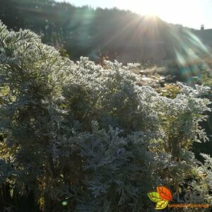 Artemisia 'Powis Castle' P9 - afbeelding 3