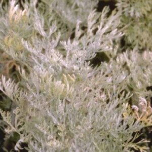 Artemisia 'Powis Castle' P9 - afbeelding 5