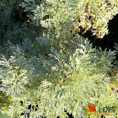 Artemisia 'Powis Castle' P9 - afbeelding 4