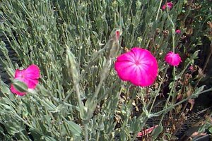 Lychnis coronaria P9 - afbeelding 1