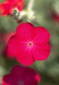 Lychnis coronaria P9 - afbeelding 2