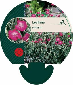 Lychnis coronaria P9 - afbeelding 3