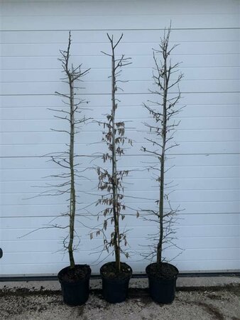 Carpinus betulus 10-12 W. - afbeelding 8