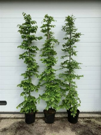 Carpinus betulus 10-12 W. - afbeelding 7