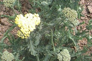 Achillea 'Taygetea' P9 - afbeelding 2