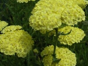 Achillea 'Taygetea' P9 - afbeelding 3