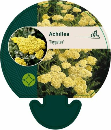 Achillea 'Taygetea' P9 - afbeelding 4