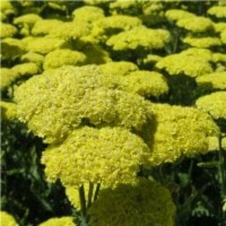 Achillea 'Taygetea' P9 - afbeelding 1