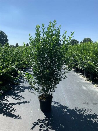 Ligustrum ovalifolium 125/150 KL. - afbeelding 5