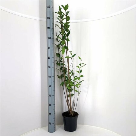 Ligustrum ovalifolium 125/150 KL. - afbeelding 13