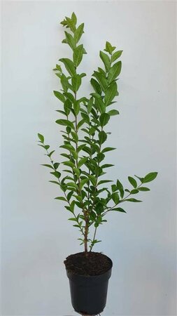 Ligustrum ovalifolium 125/150 KL. - afbeelding 8