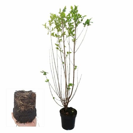 Ligustrum ovalifolium 125/150 KL. - afbeelding 9