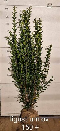 Ligustrum ovalifolium 125/150 KL. - afbeelding 4