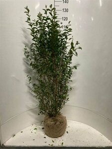 Ligustrum ovalifolium 125/150 KL. - afbeelding 12