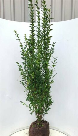 Ligustrum ovalifolium 125/150 KL. - afbeelding 2