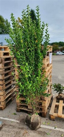 Ligustrum ovalifolium 125/150 KL. - afbeelding 3