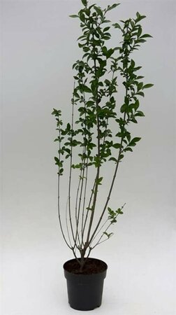 Ligustrum ovalifolium 125/150 KL. - afbeelding 6